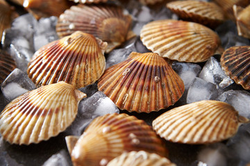 Scallop with ice 