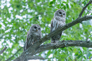 Pair of Barred Owls