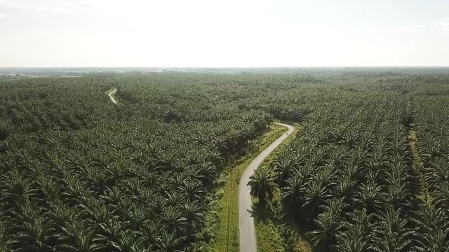 Drone flying over palmoil plantation with road in Sumatra, Indonesia.