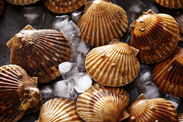 Scallop with ice 
