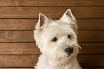 The West highland white Terrier sits against a wooden wall. Close up