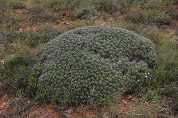 Prickly-leaved cushion euphorbia plant, Euphorbia pulvinata.