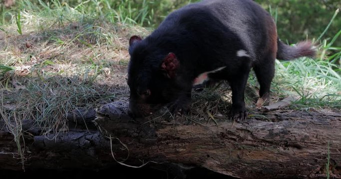 Close up view of a Tasmanian Devil, Sarcophilus harrisii, sniffing the air trying to locate food. Small carnivorous marsupial known to be aggressive with large powerful jaws and teeth.