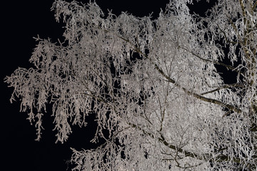 Winter lace crowns birches in hoarfrost.