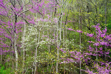 Wild Dogwoods and Redbuds are blooming together in the forest.