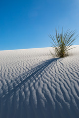 A Soaptree Yucca Plant in White Sands Desert, with Evening Shadows