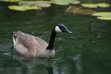 A pair of Canada Geese watch Coy Fish in a clear pond.