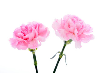 Pink carnations on white background