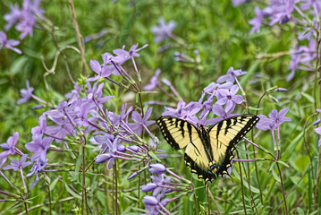 An Eastern Swallowtail Butterfly feeds on purple Phylox.