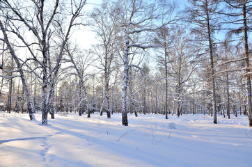 Fototapeta premium Winter Siberian forest, Omsk region