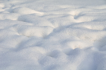 Winter Siberian forest, Omsk region