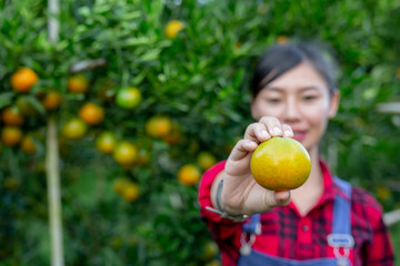 The farmer is collecting orange with a smile. Modern agricultural concepts.