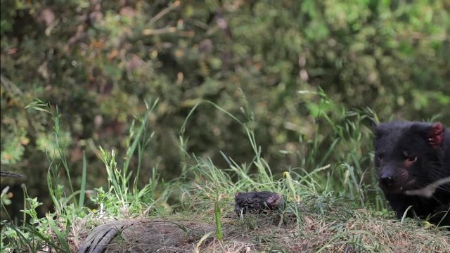 Tasmanian devil runs to top of a small mound and finds a chunk of meat that has been placed to feed it. Conservation of an endangered species. Slow motion.