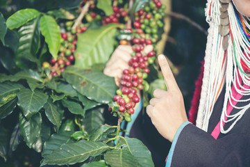 Akha farmers, women, smiling and picking a bunch of coffee beans from a coffee tree which is a coffee product of a tribe in northern Thailand