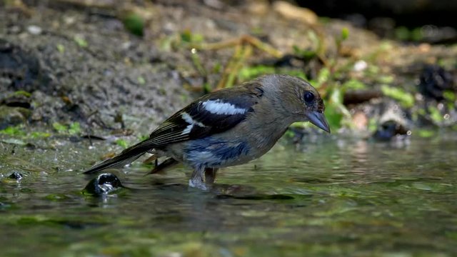 Common chaffinch (Fringilla coelebs) bathing
