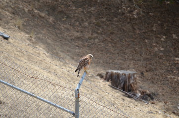 Hawk standing on barbed wire