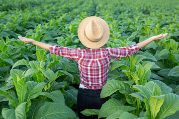 Agriculture for a joyful young woman in a tobacco plantation.