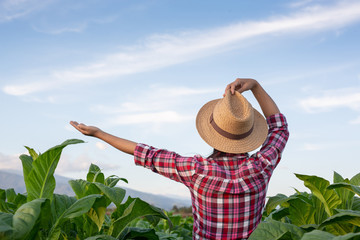 Agriculture for a joyful young woman in a tobacco plantation.