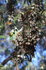 Monarch butterflies gathering to overwinter in eucalyptus trees along the coast