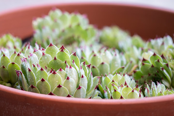 Houseleek plants in pot, shallow depth of field