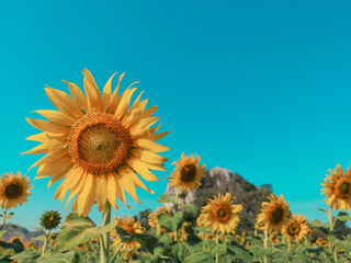 Fototapeta premium Beautiful sunflower. and blue sky background.
