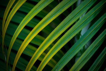 Obraz na płótnie Canvas Tropical palm leaves background.