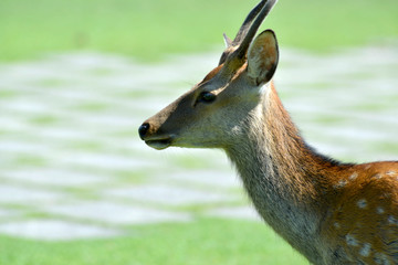奈良公園の鹿