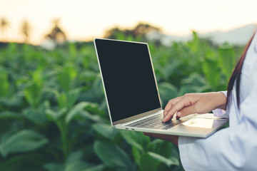 Fototapeta premium Female researchers examined tobacco leaves with a modern concept tablet.