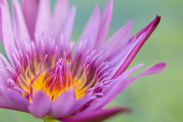 Close-up pink lotus water lily flower