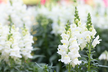 Close up Antirrhinum majus L. (Snapdragon) flower in gaden