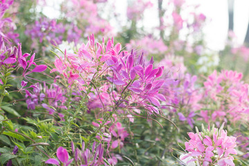 Fototapeta premium Kwiat pająka (Cleome hassleriana) w ogrodzie na tle