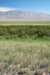 Floodplain birch forest in Khovd aimak in Mongolia