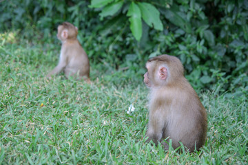 Baby monkeys sitdown in front of forest
