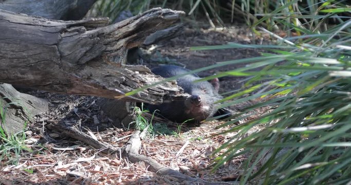 Lazy, tired Tasmanian Devil sniffs the air while laying on the ground near a log before putting its head down and going to sleep.