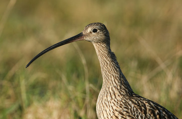 A head shot of a stunning Curlew (Numenius arquata).	