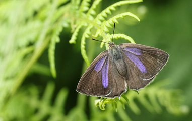 Obraz premium A beautiful female Purple Hairstreak Butterfly (Favonius quercus) perched on bracken with its wings open .