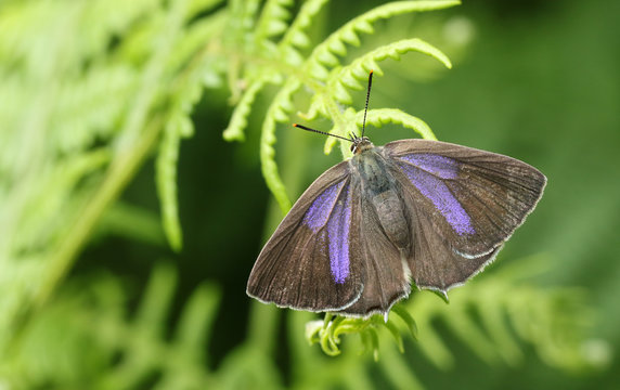 A beautiful female Purple Hairstreak Butterfly (Favonius quercus) perched on bracken with its wings open .