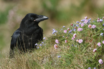 A beautiful young Raven (Corvus corax) perched on the clifftop on Orkney, Scotland surrounded by wildflowers.