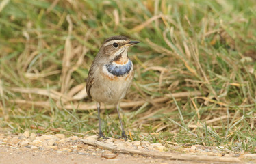 A stunning rare male Bluethroat (Luscinia svecica) searching in the grass for food.	