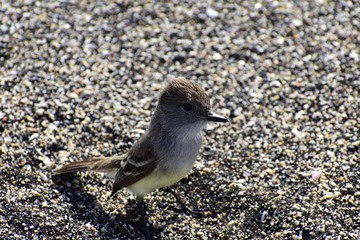 Galapagos fly catcher bird