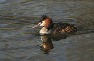 A stunning Great crested Grebe (Podiceps cristatus) swimming on a lake.	