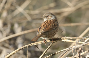 A pretty Hedge Sparrow, Prunella modularis, perched on a plant stem.