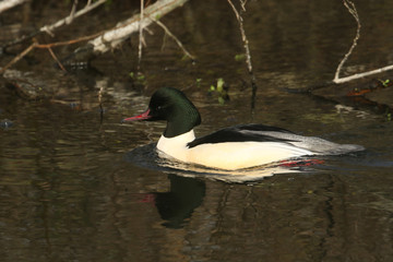 A stunning male Goosander (Mergus merganser) swimming in a fast flowing river.  It has been diving down into the water to catch fish.