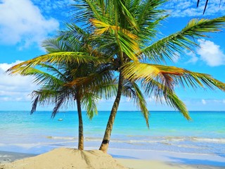 Obraz na płótnie Canvas São Miguel dos Milagres, Alagoas, Brazil: Deserted Beach. Paradise with crystal water and blue sky. Fantastic landscape. Beautiful Caribbean view
