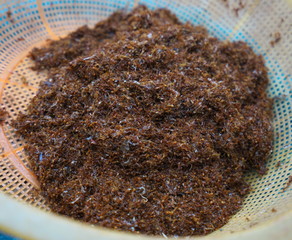 Preah Vihear,Cambodia-January 9, 2019: Weaver ants or tailor ants or Oecophylla smaragdina sold at Preah Vihear Market in Cambodia. Their formic acid is used to add acid taste to foods.