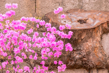 Azalea flowers blooming beautifully at Changgyeonggung Palace