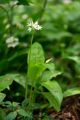 Flowering ramson, Allium ursinum. Blooming wild garlic plants in the woodland  in spring - selective focus, vertical orientation