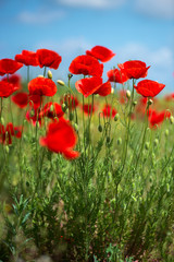 Fototapeta na wymiar Flowers Red poppies blossom on wild field. Beautiful field red poppies with selective focus. soft light. Natural drugs. Glade of red poppies. Lonely poppy. Soft focus blur - Image
