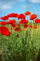 Naklejka premium Flowers Red poppies blossom on wild field. Beautiful field red poppies with selective focus. soft light. Natural drugs. Glade of red poppies. Lonely poppy. Soft focus blur - Image