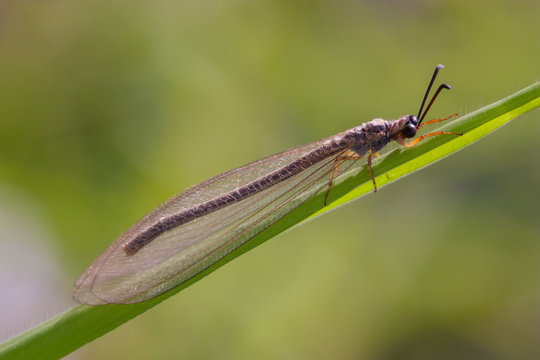 Doodlebug bilder – Bläddra bland 1,700 stockfoton, vektorer och videor ...